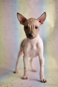 Americký bezsrstý terrier s PP FCI - 5