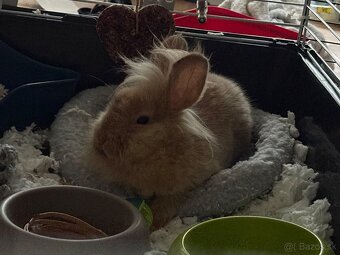darujeme králika - 5
