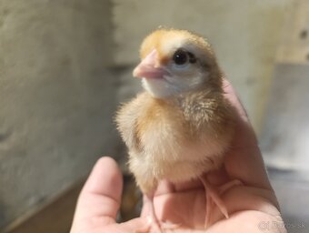 Kuriatka nosníc - 5