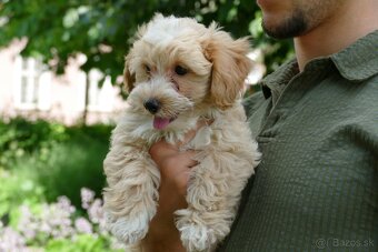 Maltipoo (malteze +Pudel = maltipoo) - 5