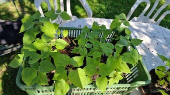 Katalpa severná - Catalpa speciosa (ročné stromčeky) - 5