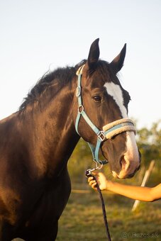 Šlonzák kobylka - 5