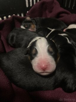 Bernský salašnícky pes - 5