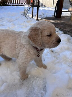 Zlatý retriever šteniatka - 5