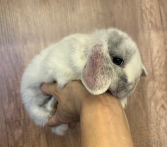 mláďatká minilop – samičky 🐰💕 - 5