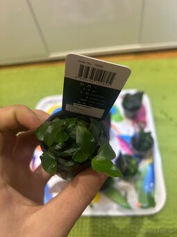 Akváriové rastliny - 5