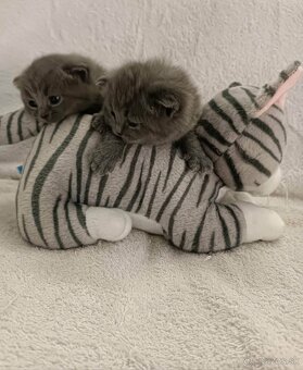 Britské modré mačiatka - 5