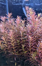 Akvarijne rastliny+Krevetky+Gupky(Gupka-Pavie ocko) - 5