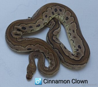Python regius - 5