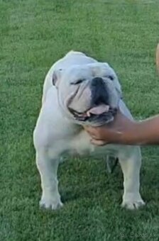 Anglicky bulldog s PP - 5