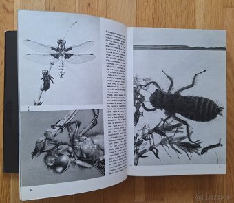 Velky obrazovy atlas hmyzu - 5
