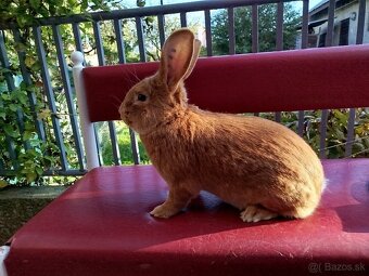 Burgundský králik - 5