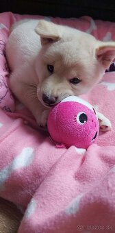 Shiba inu - 5