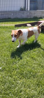 Jack russell teriér krytie - 5