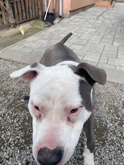 Amstaff staford - 5