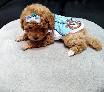 ❤️Pudlik mini toy ❤️ - 5