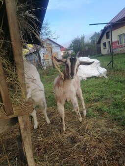 Predám kozičky - 5