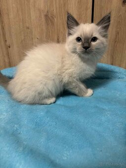 Ragdoll - 5