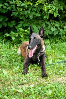 Belgický ovčiak šteniatka - 5