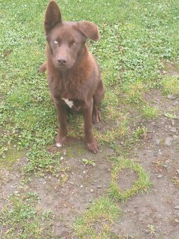 Za symbolicku cenu predám psíka - 5