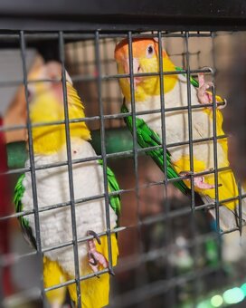 Amazonik bielobruchý - 5