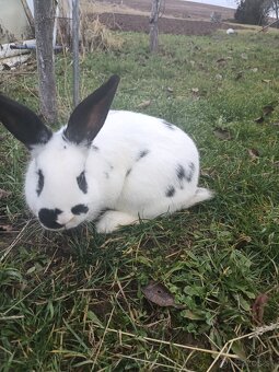 Predáme kraliky - 5