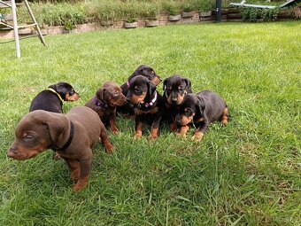 DOBERMAN - šteniatka - 5