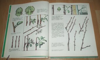 Tvarovanie a rez ovocných drevín - 5