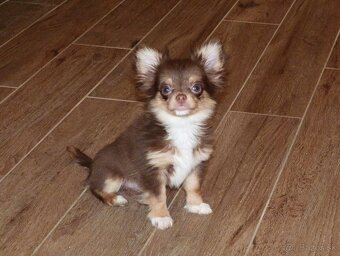 ČIVAVA - psík s PP - 5