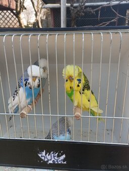 Výstavné andulky - 5