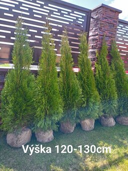 Tuja Smaragd - rôzne veľkosti - 5