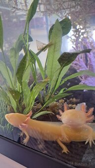 Predám axolotlov s akváriom - 5