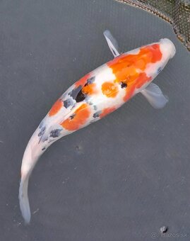 predam original japonskych koi - 5