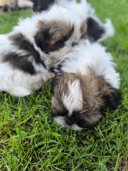 Predám šteniatka Shi-tzu ši-cu šicu shihtzu - 5