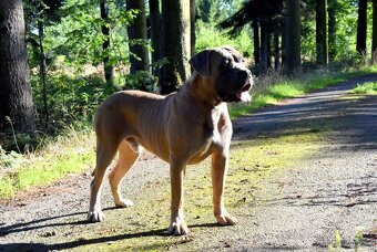 Cane Corso štěňátka s FCI PP - - 5