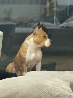 Amira 🐶 Americký Stafordšírsky teriér s PP 🐾🩷🩵 - 5