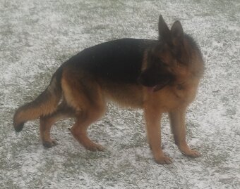 Nemecký ovčiak - 5