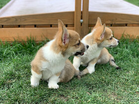 Welsh Corgi Pembroke - 5