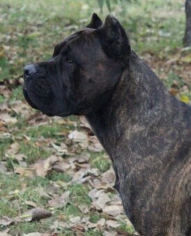 Cane Corso šteniatka s PP ( E’Nata Una Stella ) - 5