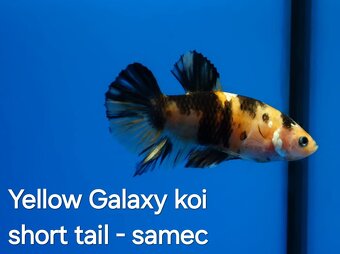 Betta splendens- Yellow Galaxy koi - 5