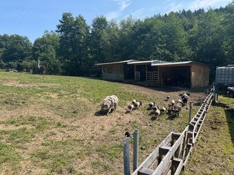 Preštické prasa - 5