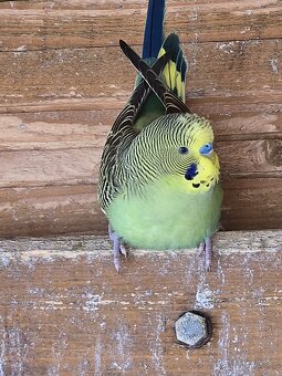 Andulka / andulky - 5