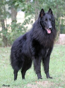 Belgický ovčiak groenendael FCI s PP po šampiónoch - 5
