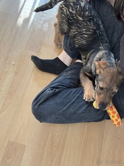 Predám šteniatko - 5