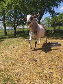 Anglonubijska koza - 5