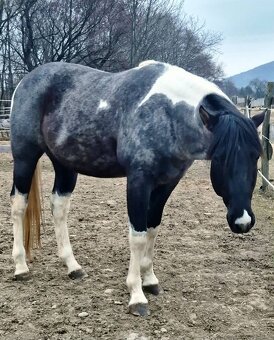 APH APHA PAINT HORSE ŽREBEC pripúšťanie - 5