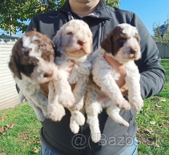 Lagotto Romagnolo krytie - 5