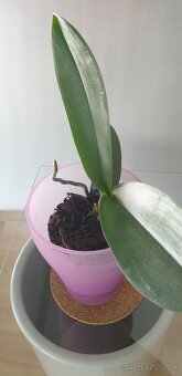 Orchidea - 5
