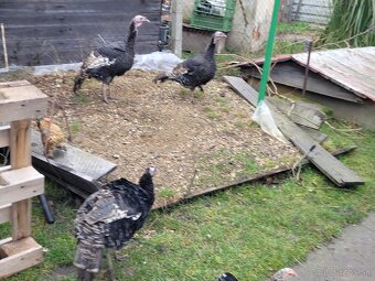 Morky mladé tohtoročné 2025 - 5