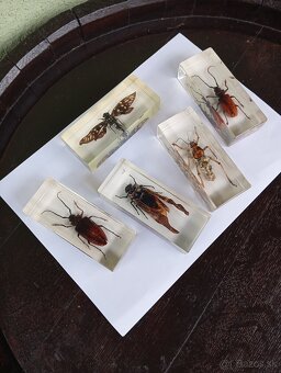 Super Vau  zbierka Hmyzu - 5